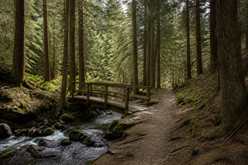 A forest trail with a footbridge over a stream