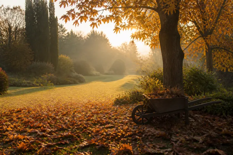 An autumn garden with fallen leaves and a wheelbarrow in low sun