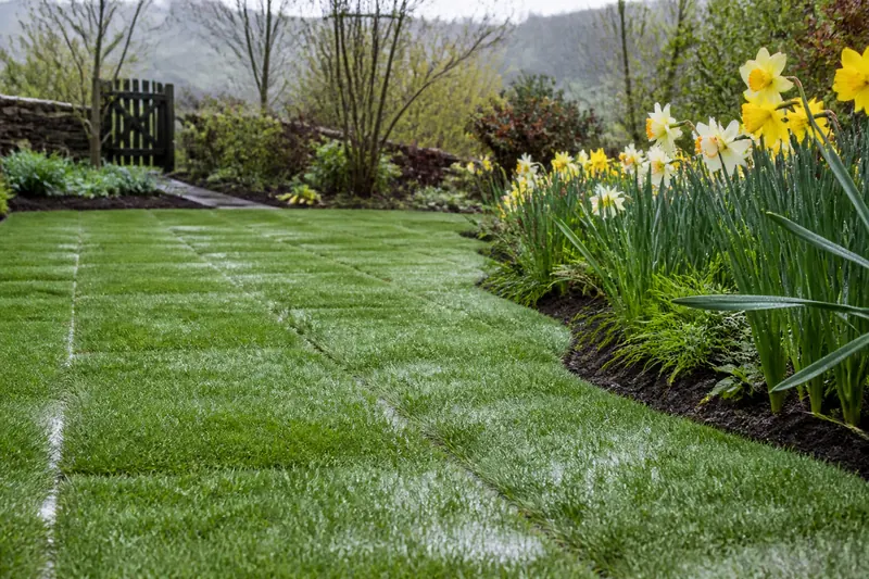 A newly laid lawn after spring rain beside daffodils